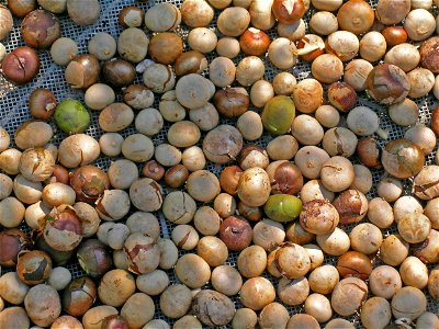 Brosimum alicastrum (ramon, breadnut) nuts being dried in the sun photo
