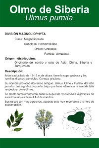 Ficha de botánica. Clasificación, origen, ilustraciones y mapa de distribución. photo