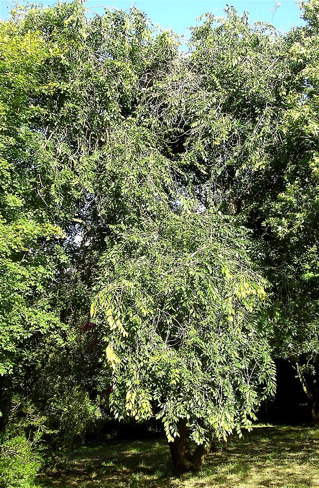 Ulmus pumila 'Hansen'; Photo taken by author, Hillier Arboretum, August 2007