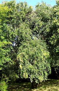 Ulmus pumila 'Hansen'; Photo taken by author, Hillier Arboretum, August 2007