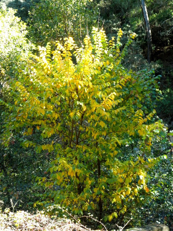 Ulmus pumila habit, Sierra Madrona, Spain