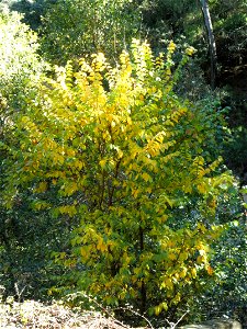 Ulmus pumila habit, Sierra Madrona, Spain