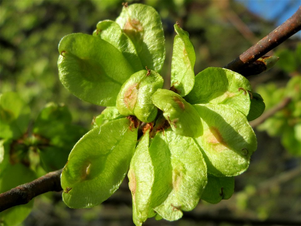 Feld-Ulme (Ulmus minor) an der Denkmalstraße in Sankt Arnual