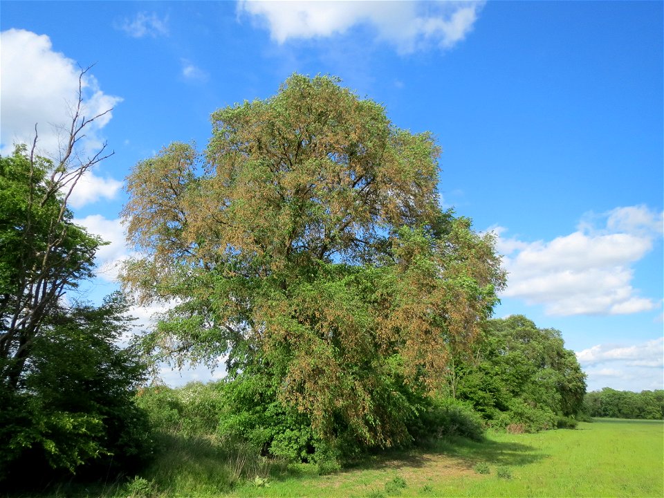 Feld-Ulme (Ulmus minor) im Naturschutzgebiet Alter Bahndamm