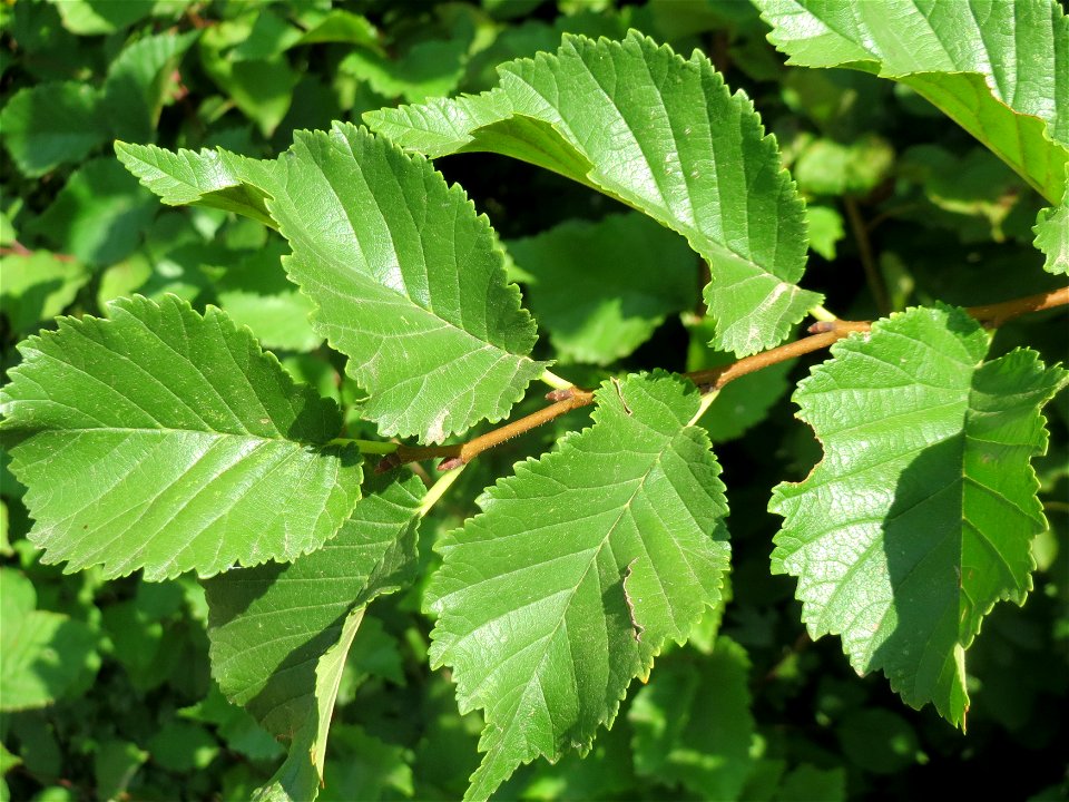 Feldulme (Ulmus minor) im Hockenheimer Rheinbogen