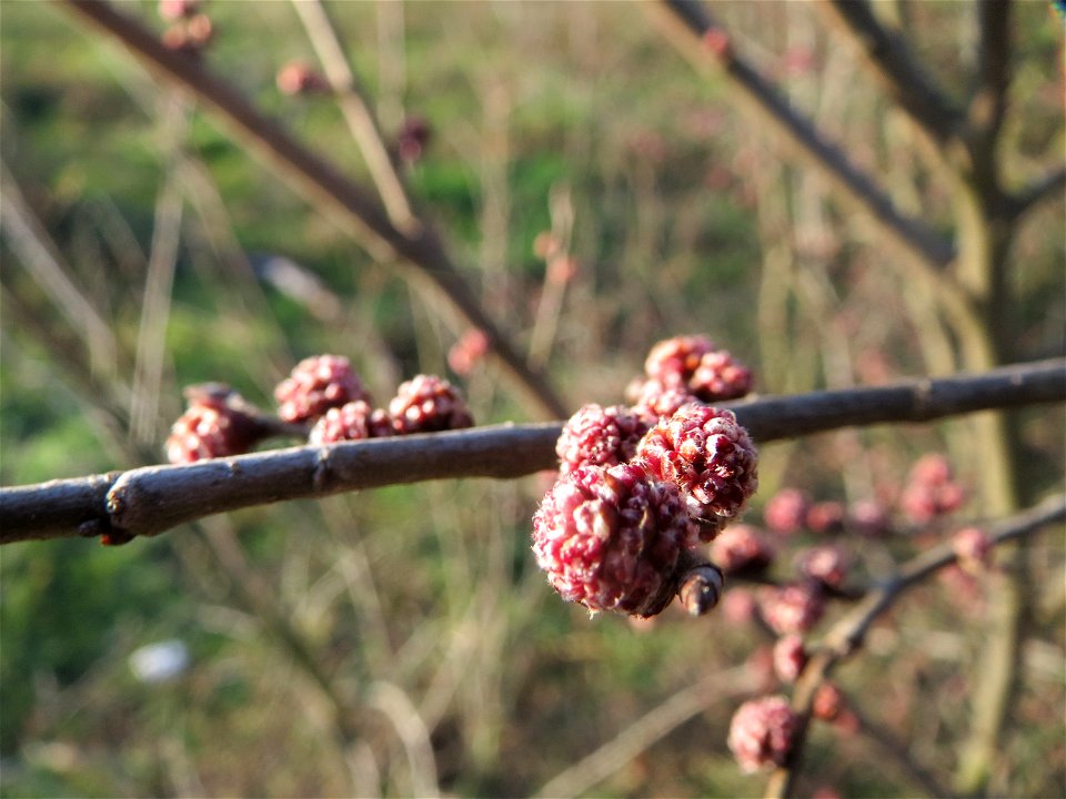 Feld-Ulme (Ulmus minor) in Hockenheim