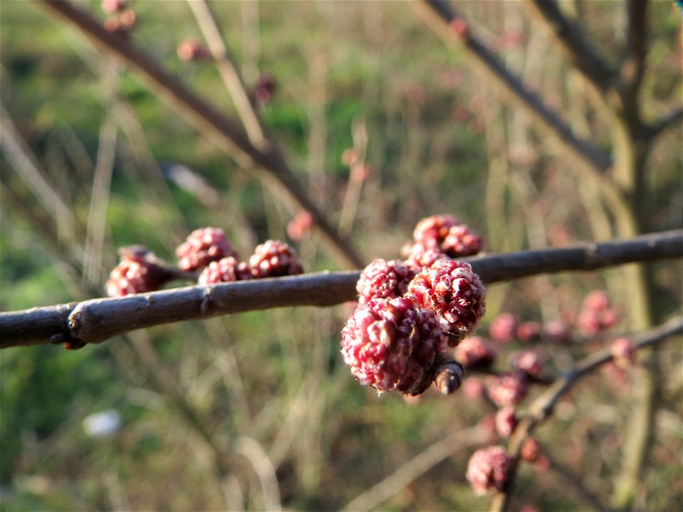 Feld-Ulme (Ulmus minor) in Hockenheim photo