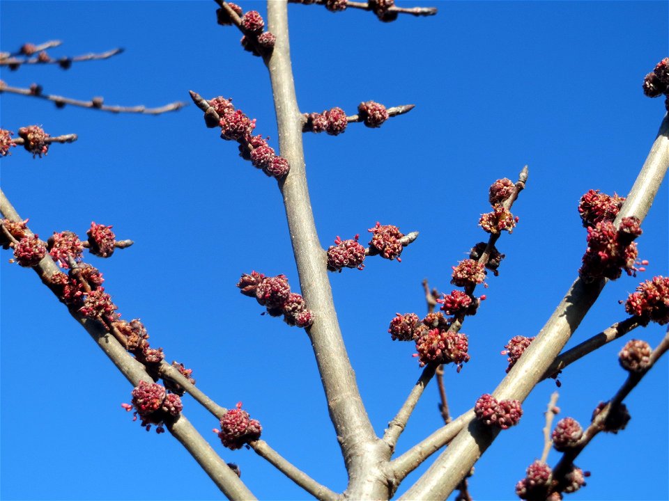 Feld-Ulme (Ulmus minor) bei Hockenheim