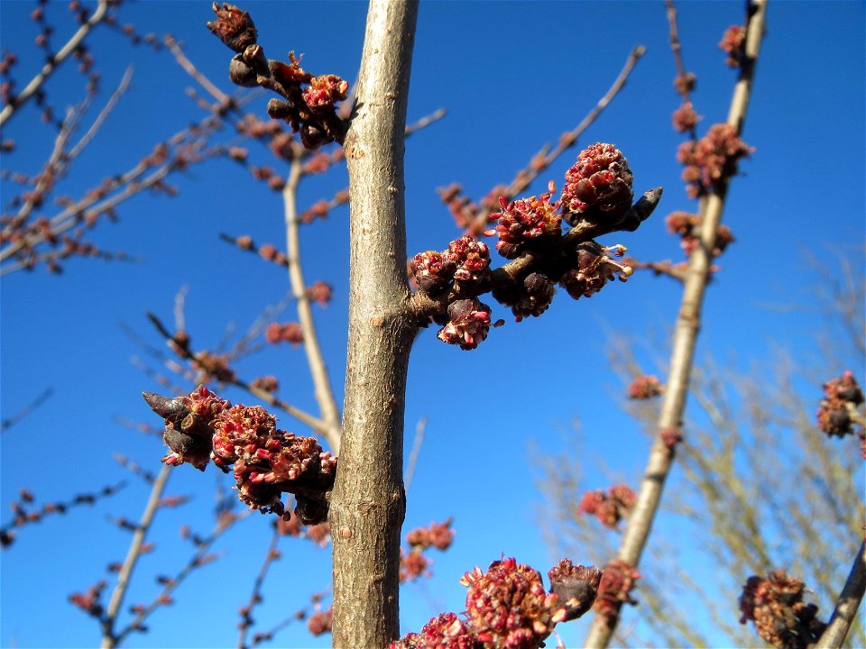 Feld-Ulme (Ulmus minor) bei Hockenheim