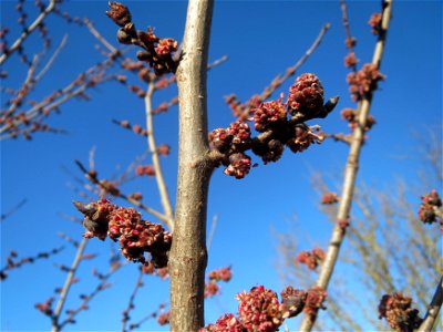 Feld-Ulme (Ulmus minor) bei Hockenheim photo