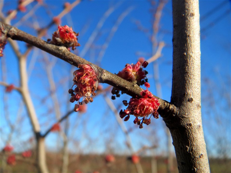 Feld-Ulme (Ulmus minor) bei Hockenheim