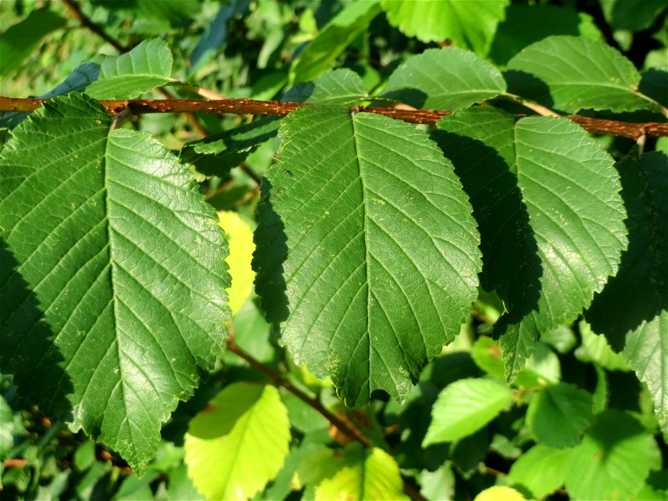 Feld-Ulme (Ulmus minor) bei Hockenheim