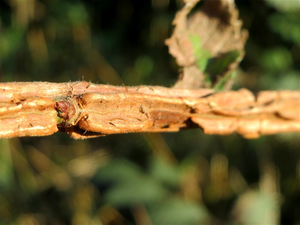 Feldulme (Ulmus minor) an der Saar in Saarbrücken