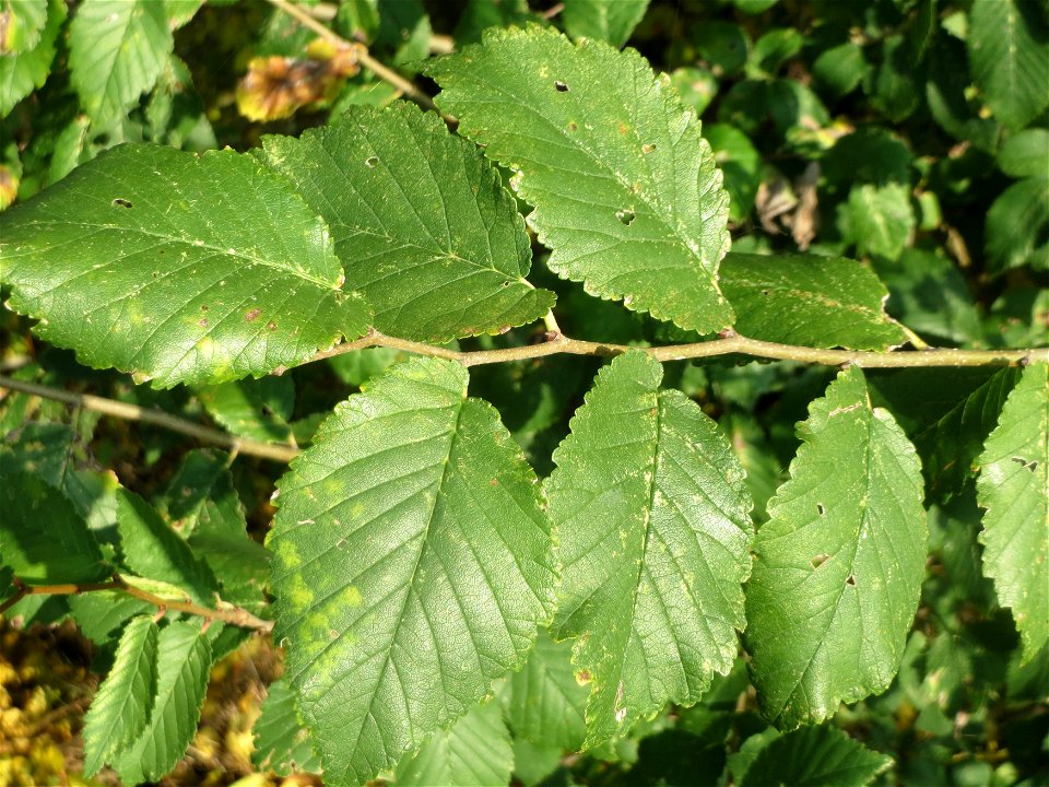 Feldulme (Ulmus minor) bei Reilingen