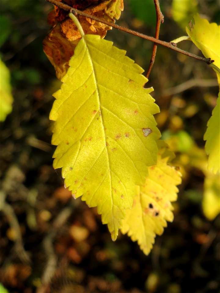 Feldulme (Ulmus minor) bei Reilingen
