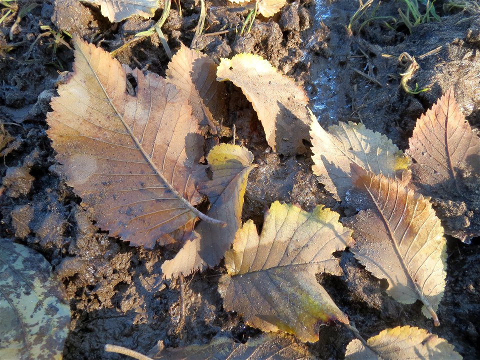 Feldulme (Ulmus minor) bei Walldorf (Baden)