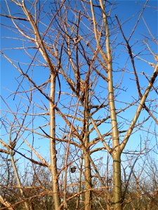 Typische Feldrandvegetation im Dezember: Feld-Ulme (Ulmus minor) bei Hockenheim - im Winter kann man die Feld-Ulme noch gut an den Korkleisten erkennen photo