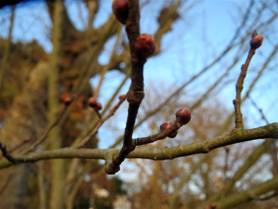 Feldulme (Ulmus minor) an der Saar in Saarbrücken