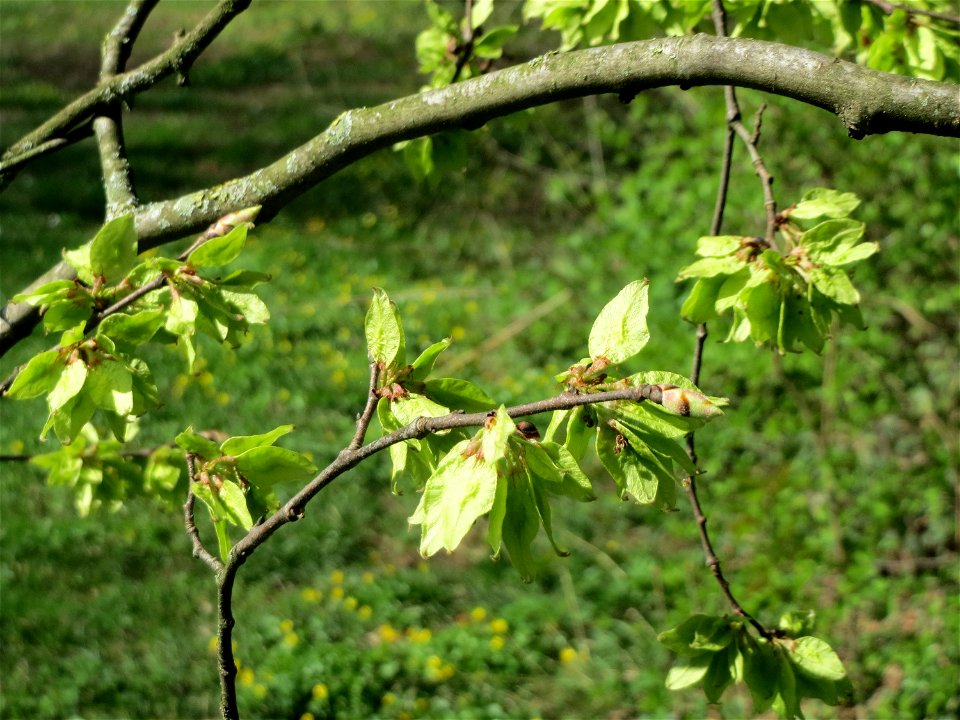 Früchte der Feld-Ulme (Ulmus minor) in der ehem. Bismarckanlage in Sankt Arnual
