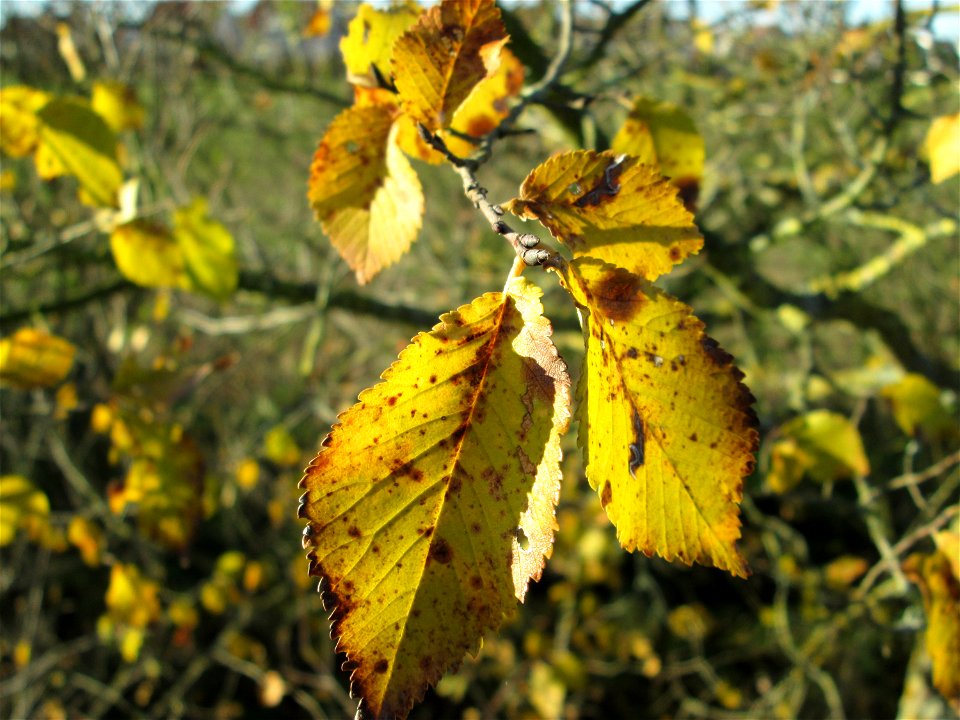 Feld-Ulme (Ulmus minor) bei Hockenheim