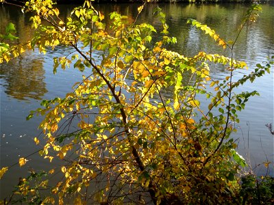 Feldulme (Ulmus minor) an der Saar in Sankt Arnual photo