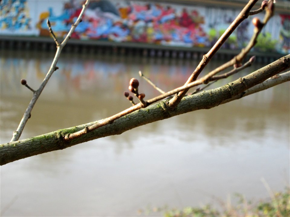 Feldulme (Ulmus minor) am Staden in Saarbrücken
