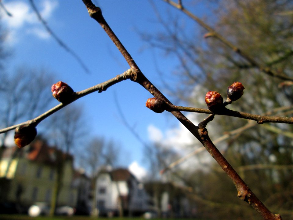 Blütenknospen der Feld-Ulme (Ulmus minor) in der ehem. Bismarckanlage in Sankt Arnual