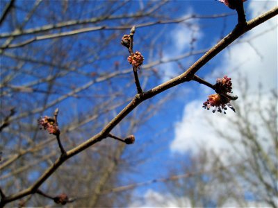 Feld-Ulme (Ulmus minor) in Hockenheim photo