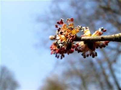 Feld-Ulme (Ulmus minor) in der ehem. Bismarckanlage in Sankt Arnual photo