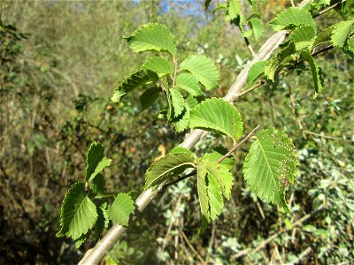 Feld-Ulme (Ulmus minor) an der A61 bei Hockenheim