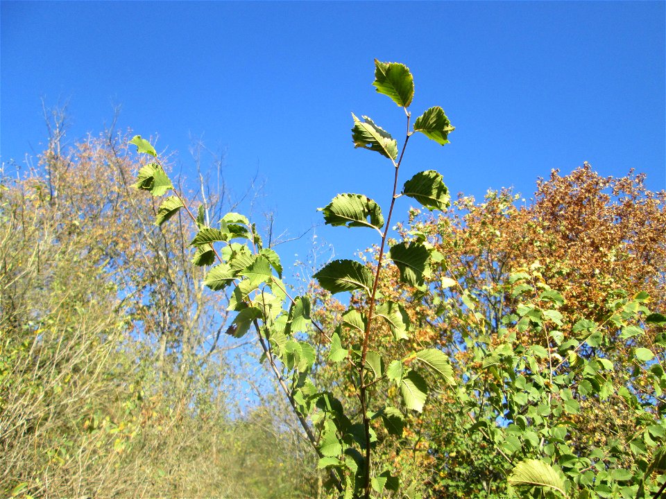 Feld-Ulme (Ulmus minor) an der A61 bei Hockenheim