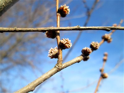 Blütenknospen einer Feldulme (Ulmus minor) bei Reilingen