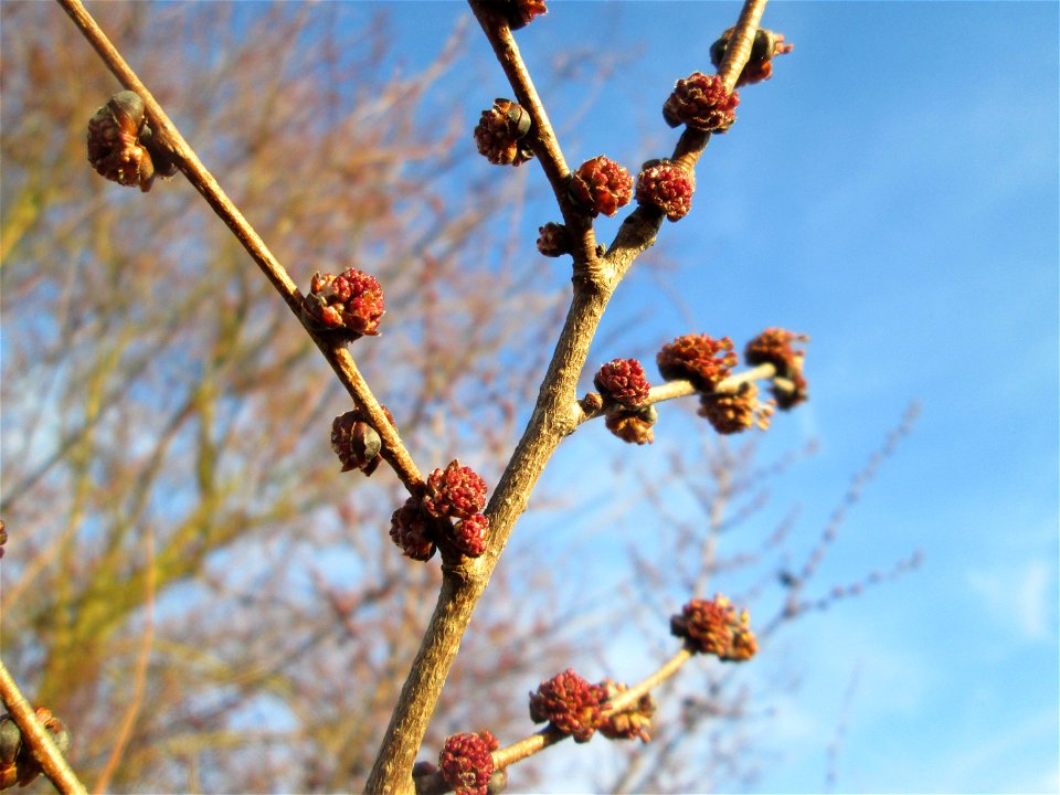 Blütenknospen der Feld-Ulme (Ulmus minor) bei Hockenheim