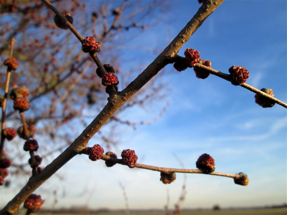 Blütenknospen der Feld-Ulme (Ulmus minor) bei Hockenheim