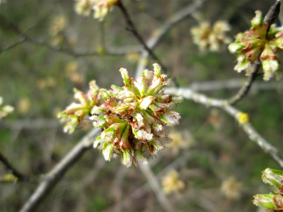 nahezu verblühte Feld-Ulme (Ulmus minor) bei Hockenheim