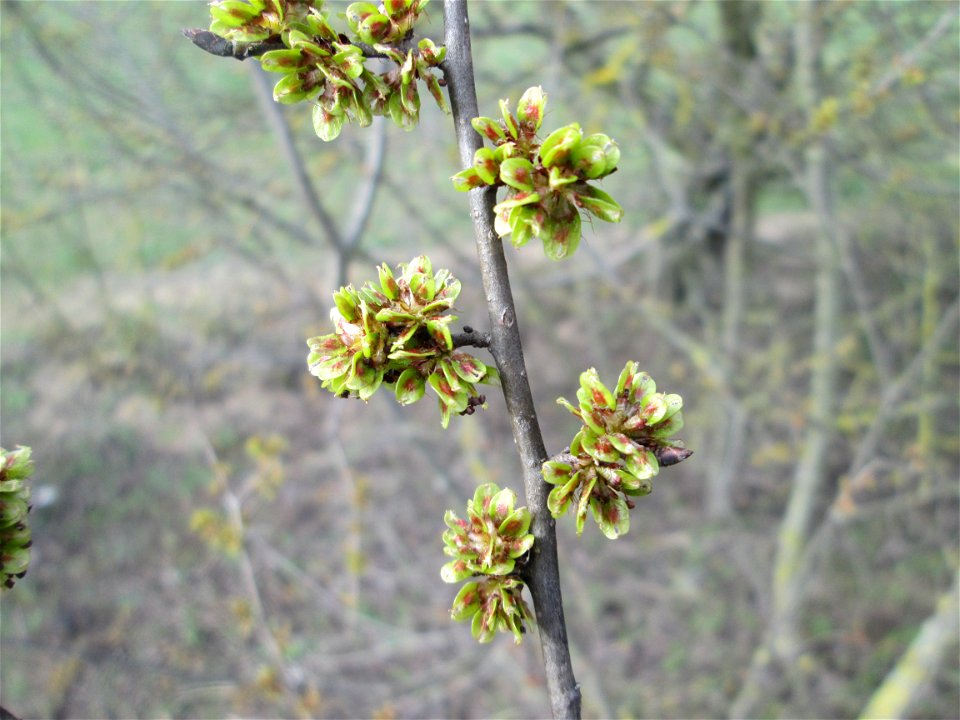 erste Früchte der Feld-Ulme (Ulmus minor) bei Hockenheim