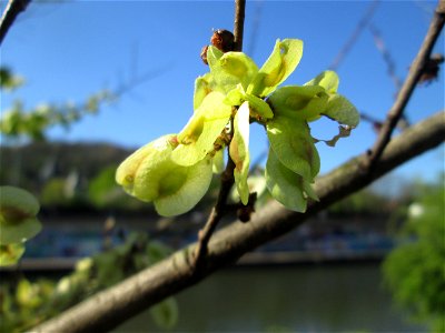 Früchte der Feldulme (Ulmus minor) am Staden in Saarbrücken photo