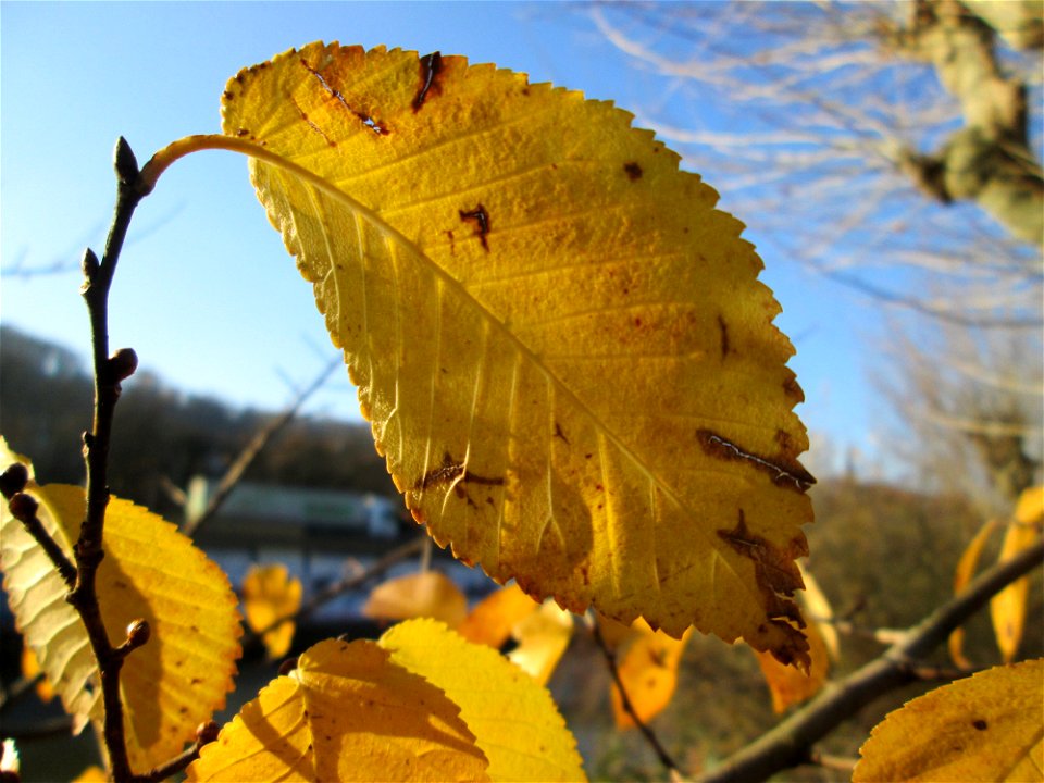 Feldulme (Ulmus minor) an der Saar in Saarbrücken
