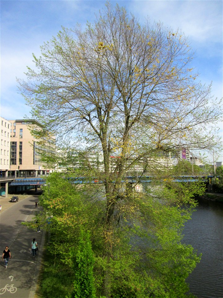 Feld-Ulme (Ulmus minor) an der Saar in Saarbrücken