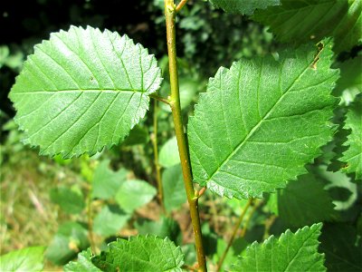 Feldulme (Ulmus minor) im Landschaftsschutzgebiet „Tabakmühlental - Oberster Weiher“ in Sankt Arnual