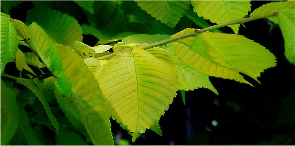 The Field Elm 'Louis van Houtte' in the botanic garden in Christchurch, New Zealand.