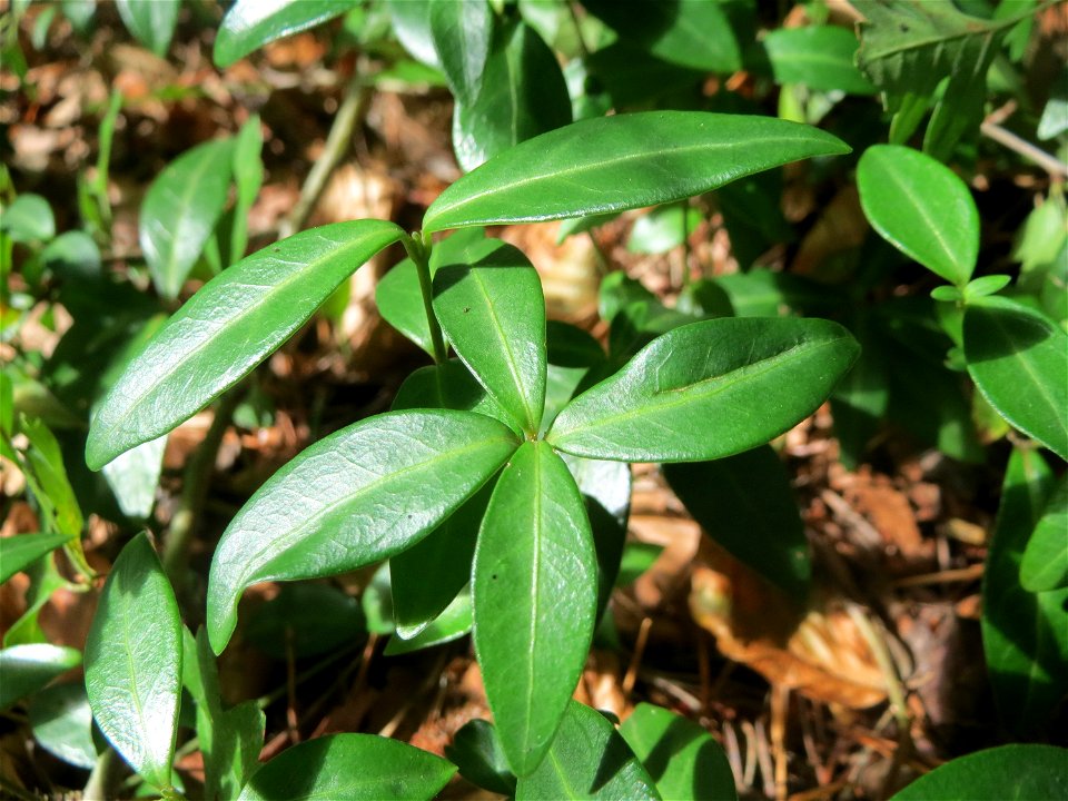 Grundblätter vom Kleinen Immergrün (Vinca minor) in der Schwetzinger Hardt - an manchen Stellen großflächig auf dem Waldboden zu finden