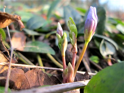 Erste Blütenknospen vom Kleinen Immergrün (Vinca minor) im Gartenschaupark Hockenheim - wild wachsend in waltartiger Umgebung