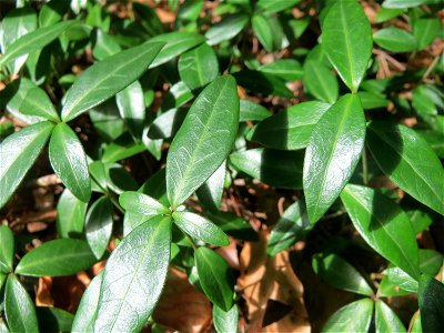 Grundblätter vom Kleinen Immergrün (Vinca minor) in der Schwetzinger Hardt - an manchen Stellen großflächig auf dem Waldboden zu finden