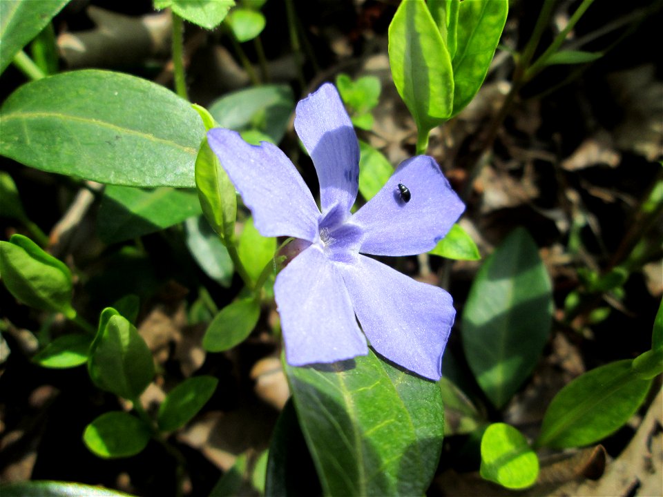 Kleines Immergrün (Vinca minor) am Drahtzugweiher in Alt-Saarbrücken