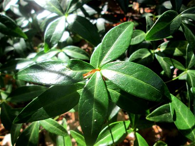 Grundblätter vom Kleinen Immergrün (Vinca minor) in der Schwetzinger Hardt