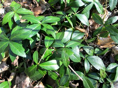 Grundblätter vom Kleinen Immergrün (Vinca minor) im Waldpark Mannheim