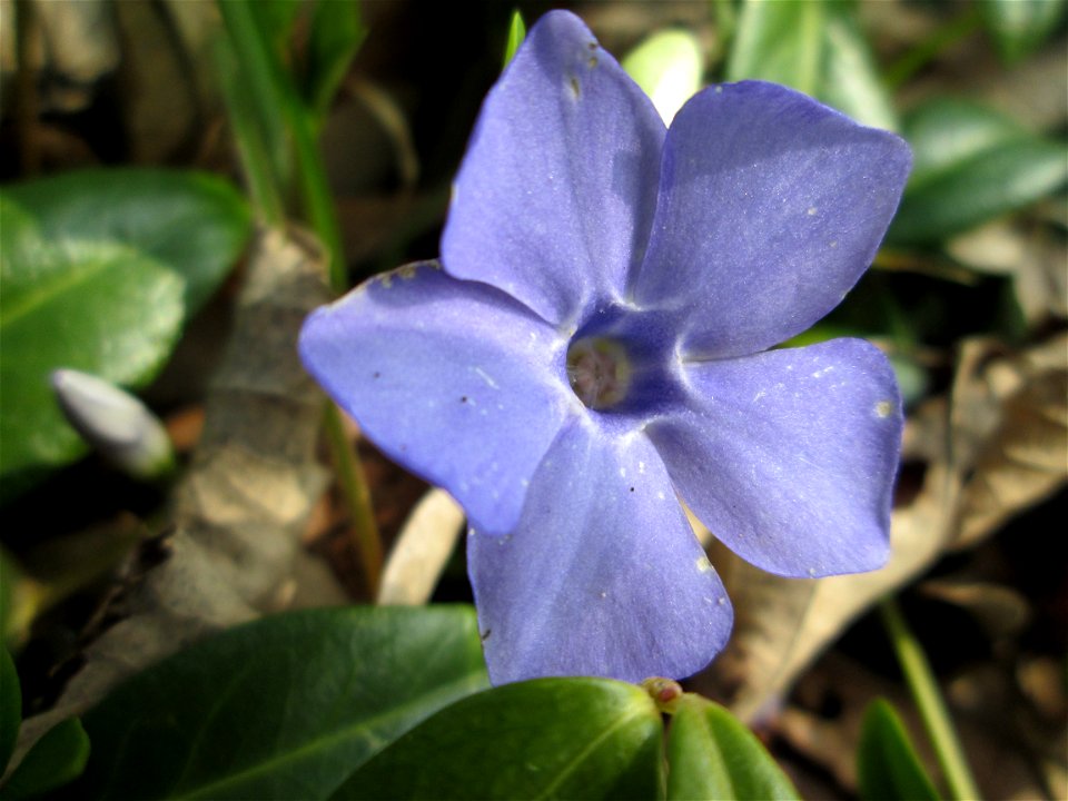 Kleines Immergrün (Vinca minor) am Friedhof St. Johann in Saarbrücken