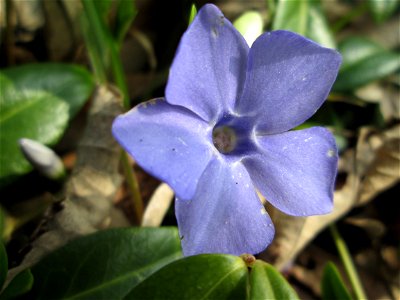 Kleines Immergrün (Vinca minor) am Friedhof St. Johann in Saarbrücken photo