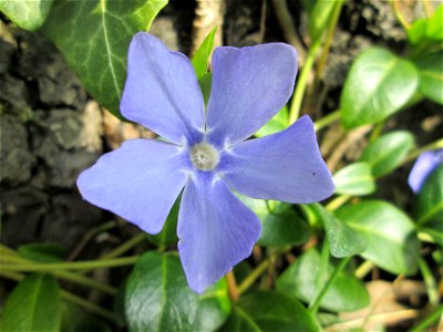 Kleines Immergrün (Vinca minor) am Friedhof St. Johann in Saarbrücken